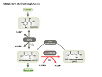 Metabolism of 2-hydroxyglutarate PPT Slide