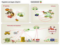 Regulation and targets of Dyrk1A PPT Slide