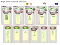Targets of major E3s in growth and apoptosis PPT Slide