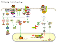 Wnt signaling - Noncanonical pathways PPT Slide