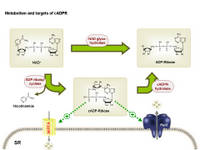 Metabolism and targets of cADPR PPT Slide