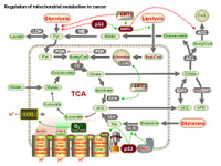 Regulation of mitochondrial metabolism in cancer PPT Slide