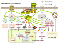 Insulin signaling in liver metabolism PPT Slide