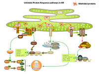 Unfolded protein response pathways in ER PPT Slide