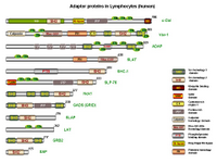 Adaptor proteins in lymphocytes PPT Slide