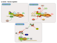 Beta-catenin - Nuclear regulation PPT Slide