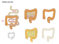 Intestines and colon PPT Slide