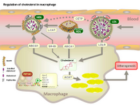 Regulation of cholesterol in macrophages PPT Slide