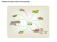 Regulation and targets of Dyrk1A in neuropathology PPT Slide