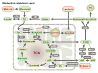 Mitochondrial metabolism in cancer PPT Slide