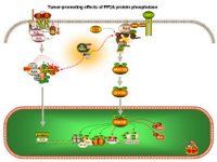 Tumor-promoting effects of PP2A PPT Slide