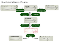 Biosynthesis of Sphingosine-1-Phosphate PPT Slide
